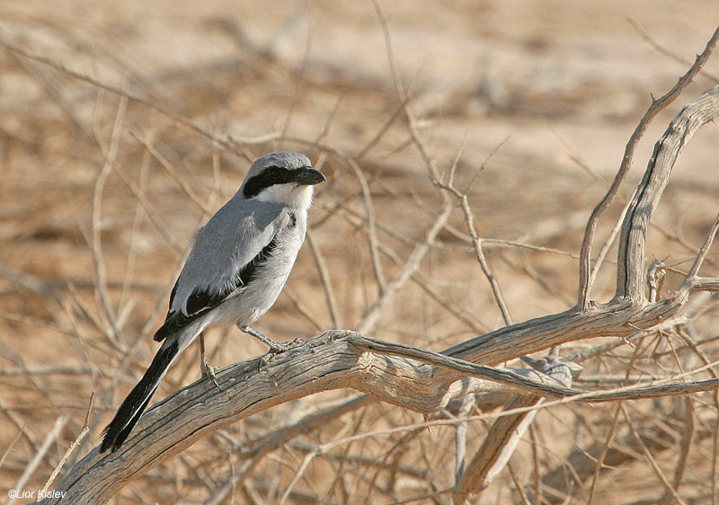   Southern Grey Shrike Lanius meridionalis                      '' 77 , , 2007.: 